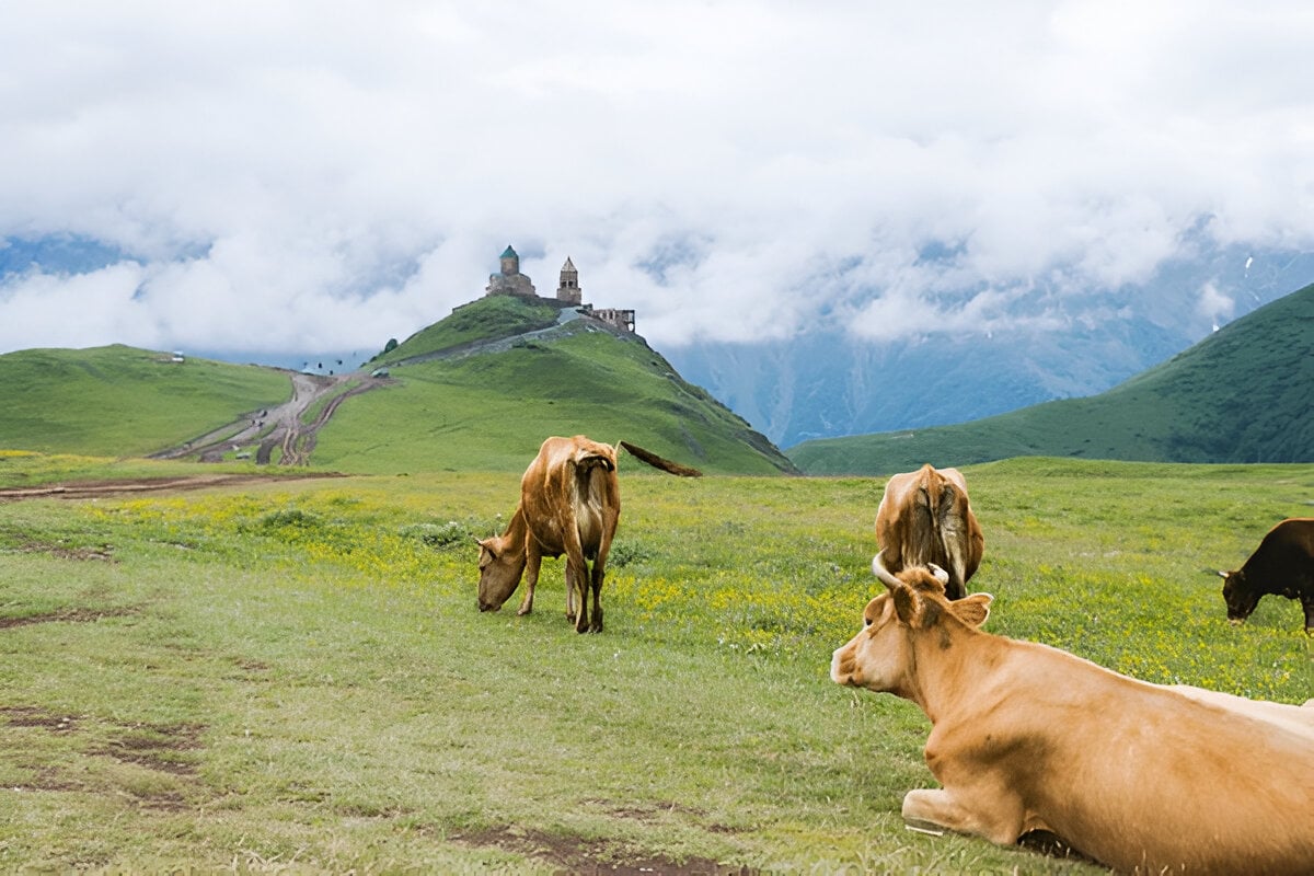 Magical Kazbegi Gudauri & Ananuri DayTrip GuidedTour from Tbilisi - photo 10